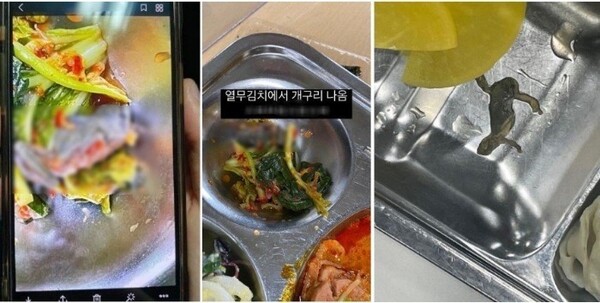 네이버 이미지 서울시 교육청 죽은 개구리 급식 포스트